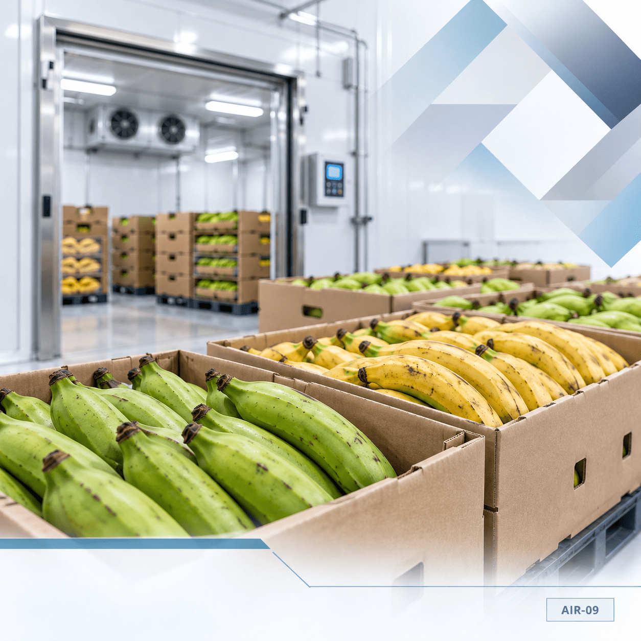 Fruit & Vegetable Ripening Service | Minimum 500 Boxes